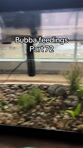 Bubba's Feeding Time: Part 72 of Bass Adventures