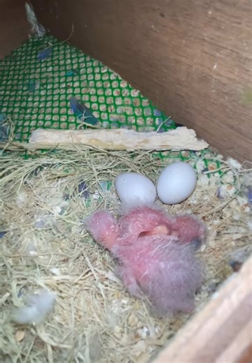 Understanding Lutino and Opaline Budgerigars