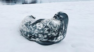 Polar-Fotograf filmt Robbe - und nimmt zufällig extrem seltenes Geräusch auf