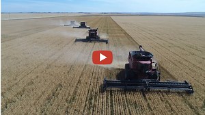 Drone video of grain harvest operations at the Hidden Lake Hutterite Colony in Montana. 4 x Case combines - Ken Bryan