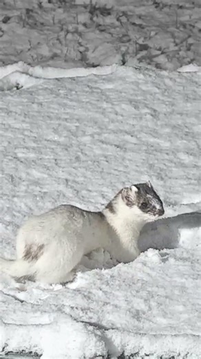 An ermine stoat enjoying the snow in my garden ❄️🐾