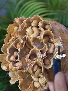 17K views · 102 reactions | Dandruff Satisfying And Picking Largest Worms On Scalp #DandruffScratching #ItchyDryScalp #HugeFlakes #Dandruff #dandrufftreatment #satisfying Disclaimer: Videos do not show original Dandruff,they are used for education purpose. Thank You,,, | Ashik 09 | Facebook