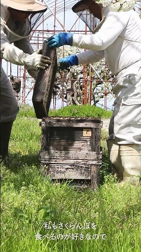 【清川屋のさくらんぼ】「軽部さくらんぼ園」での受粉の様子を取材しました！🐝
