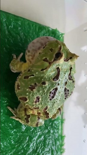 Fantasy Pacman Frog Croaking