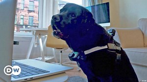 Wie kommunizieren Hunde am liebsten?