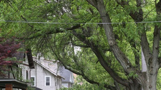 Akron to host Arbor Day celebration April 24 at Lane Field Park