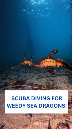 Scuba diving to see weedy sea dragons in Australia! 🐉 🤿 These have been on our bucket list for a while, you don’t see the on the Sunshine Coast where we dive so we hopped in a van and made our way to Victoria in an effort to see one! We were told Portsea and Rye pier were good for them and the tides at Portsea were not working so we went to Rye. While still a great dive, it definitely was not full of weedys! The guys at @diveline_scuba_centre were super helpful, telling us Flinders was the bes