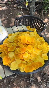 Dried mangoes | dried mango