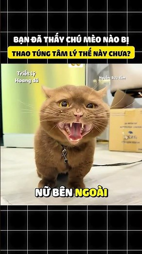 Chú mèo chân ngắn liên tục đáp lời chủ siêu đáng yêu #cat #funnypets #meocute