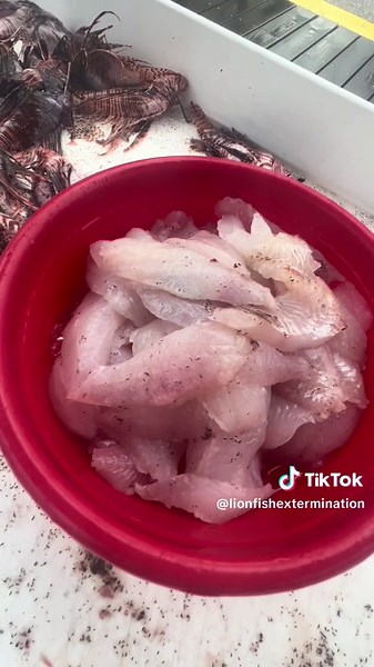 Lion Fish Removal: Protecting Our Environment from Invasive Species