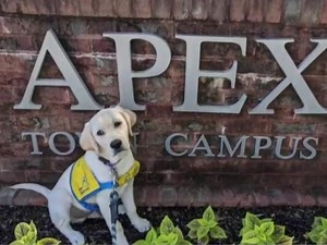 Life of a service dog: Book raises money to provide trained dogs for people with disabilities