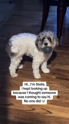 Adorable Cockapoo Stella Wagging for Attention