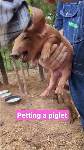 Petting a Squealing #Piglet #pigs