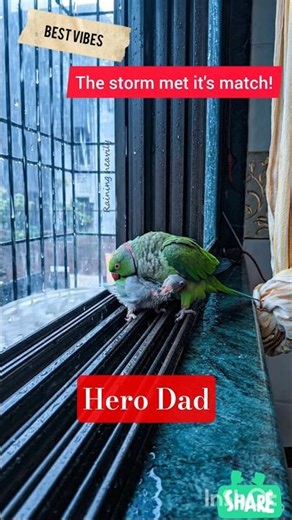 A Real Hero 🦜 #rain #parrot #nature #birds #shorts #BestVibes