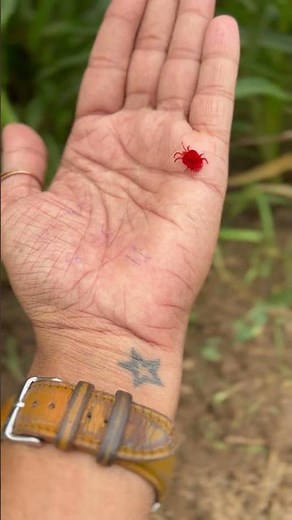 This is the most beautiful insects || #RAIN BUG 🐞 #Trombidiidae🪲 #red velvet mites #insectsrule