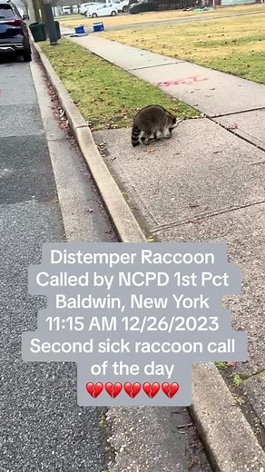 Understanding Raccoon Distemper and Wildlife Rescue