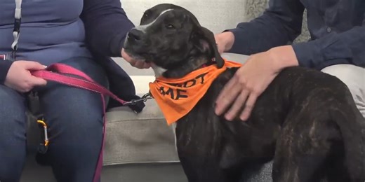 Manatee County launches interactive pet database to help find lost animals