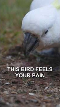 The Bird That Feels Emotions Like You Do