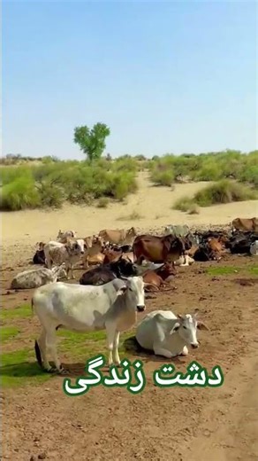Life of Humans and Animals in Desert Regions | Survival in Extreme Desert Climate