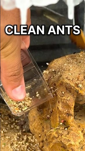 Teaching my Ants to Clean their Trash