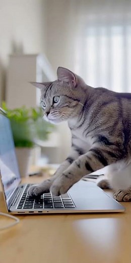 Cat Caught “Typing” Furiously on Laptop Like a Boss! 🐱💻