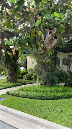 Gatefront luxury: Palm Beach private oasis behind the hedge #PalmBeach #Viral