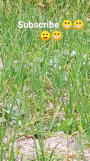 #yosho 🚜 Simple •Natural Effective #shorts #maizefarming #cornfarming #farming