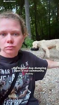 Woman Won't Give Up On Poodles Dumped Off A Highway | The Dodo