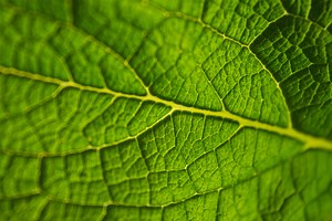 The Biology of Protists I