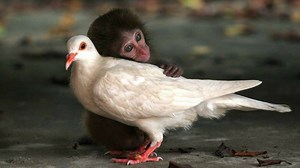 668K views · 994 reactions | Help us: patreon.com/sustainablehuman | Sustainable Human | Facebook