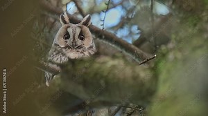 The amazing eyes of long eared owl (Asio otus)