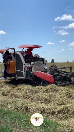 #ep389 #tractor_transporting_rice #tractorvideo #farmers #shortvideo