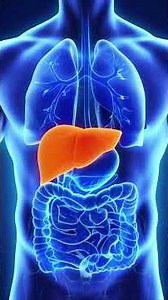 Liver and its functions| #shortvideo, #liver