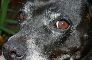 What's That Black Bump on My Dog's Eyelid?