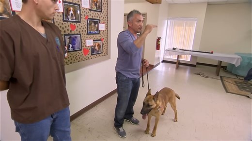 Cesar Millan trains shelter employees how to better handle displaced dogs