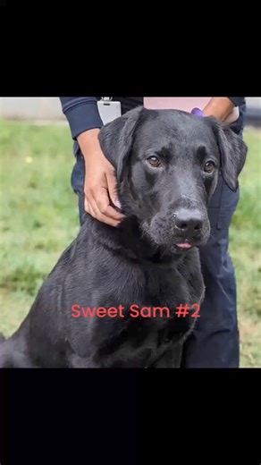SAM #2 Age: 5 year old black male Good with: Kids 10 , dogs; unknown with cats Needs: A single family home (no fence is required) and adopters who can adhere to his medication schedule for diabetes insipidus. House trained? Yes Crate trained? Yes Loves: Fetch, food, walks, car rides, playing with other dogs, snuggling Working on: Not jumping on people Dream home: A home with an active family, possibly including doggie playmates Sam #2 likes to be on the go! He can play fetch as long as you’re wi