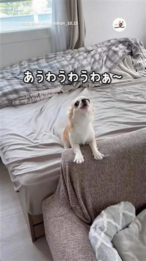The Howl of Happiness Is Precious 🤭｜PECO
