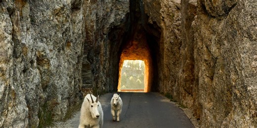 South Dakota’s southern Black Hills mountain goats face an uncertain future