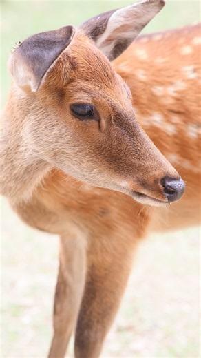 奈良公園の日常｜鹿が外国人に何かをお願いしている #奈良公園 #奈良の鹿 #Nara