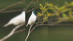Is this bird smoking? Viral video of rare bare-throated bellbird stuns internet - WATCH