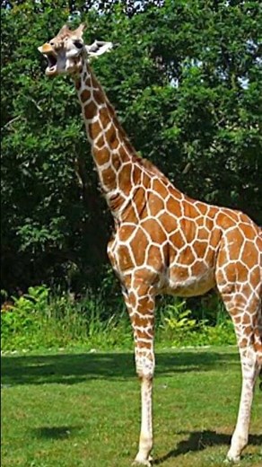 Giraffe loud hums and bleats sound #giraffe #sound
