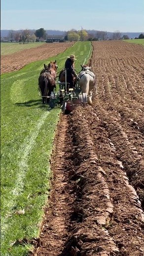 Plowing in the Amish country #lancasterpa #horsedrawn #plowing #drafthorses