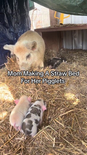 Mom Creates Cozy Straw Bed for Baby Pigs