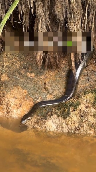 Adivasi Tribe vs Giant Anaconda#shortvideo
