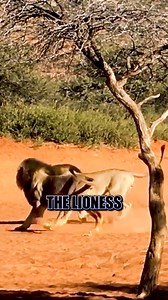 2.4K views · 14 reactions | two male lions fight fiercely over a lioness, showing strength, courage, and the raw beauty of nature. #foryou #viral #fyp #lionsfight #wildlife | Animal Kingdom Stories | Facebook