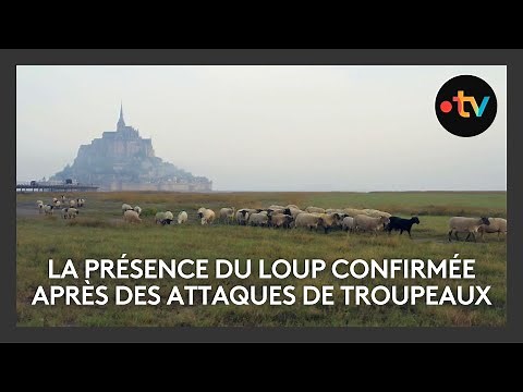 Le loup officiellement repéré dans la Manche et l'Orne après plusieurs attaques de troupeaux