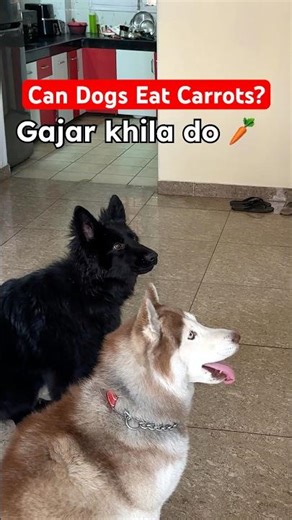 Best Vegetable for dogs 🥕 #pethealth #dogparents #cutedogs