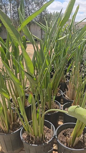 5.3K views · 12 reactions | Promo ⛔️ ⛔️-50%⛔️⛔️ 李冀Strelitzia...