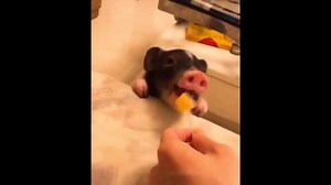 660K views · 1.3K reactions | Who wants a pet piglet now? | Animal & Pet addicts | Facebook