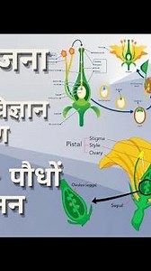 B.Ed Lesson Plan General Science In Hindi | Samanya Vigyan Ka Path Yojna Hindi Me (Paudho Me Janan)